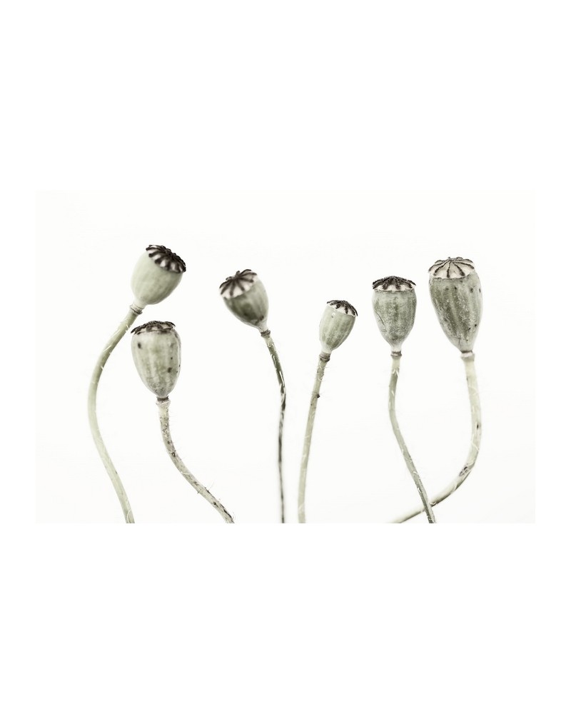 Carta da Parati R12991-8 SIMPLE SEEDPOO - REBEL WALLS Carta da Parati R12991-8 SIMPLE SEEDPOO - REBEL WALLS