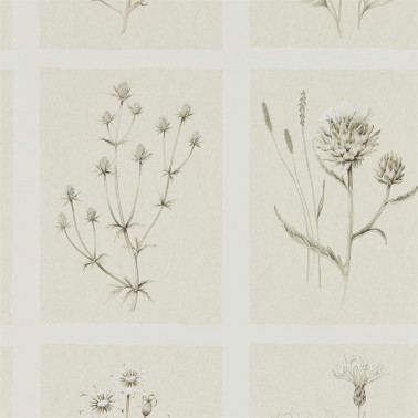 Papel Pintado LITTLE THISTLES DEBB216511 - Sanderson