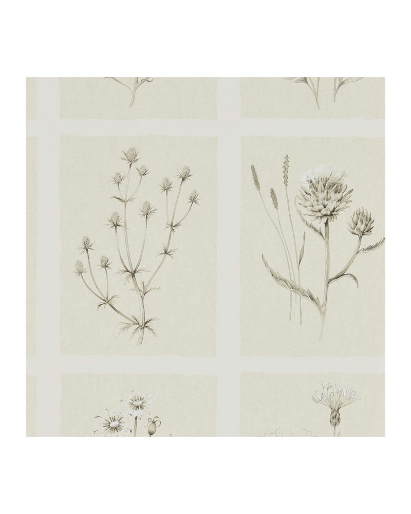 Papel Pintado LITTLE THISTLES DEBB216511 - Sanderson Papel Pintado LITTLE THISTLES DEBB216511 - Sanderson