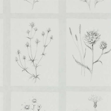 Papel Pintado LITTLE THISTLES DEBB216512 - Sanderson