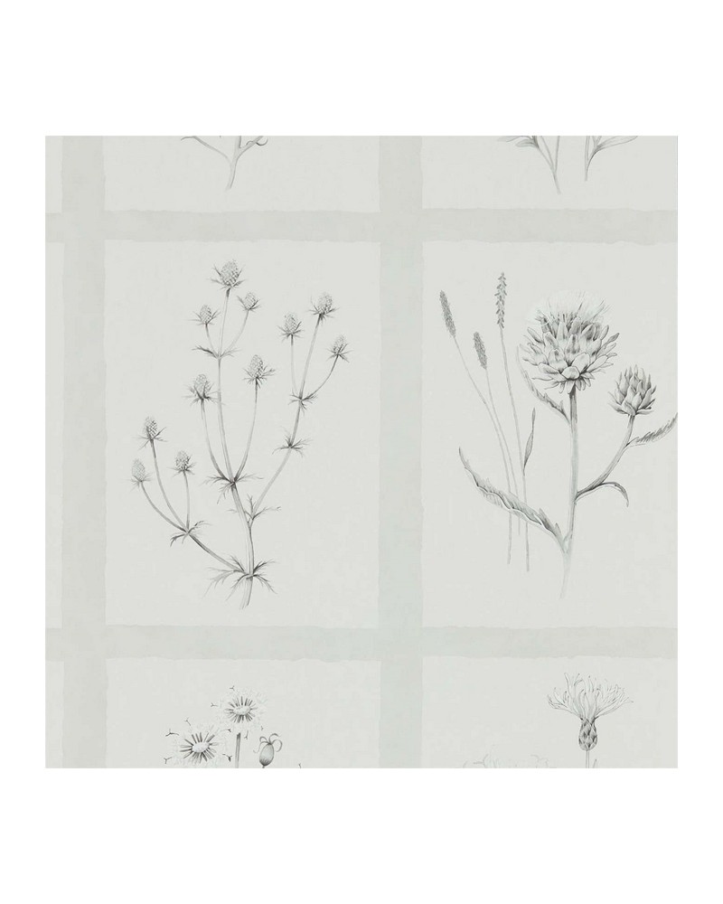 Papel Pintado LITTLE THISTLES DEBB216512 - Sanderson Papel Pintado LITTLE THISTLES DEBB216512 - Sanderson