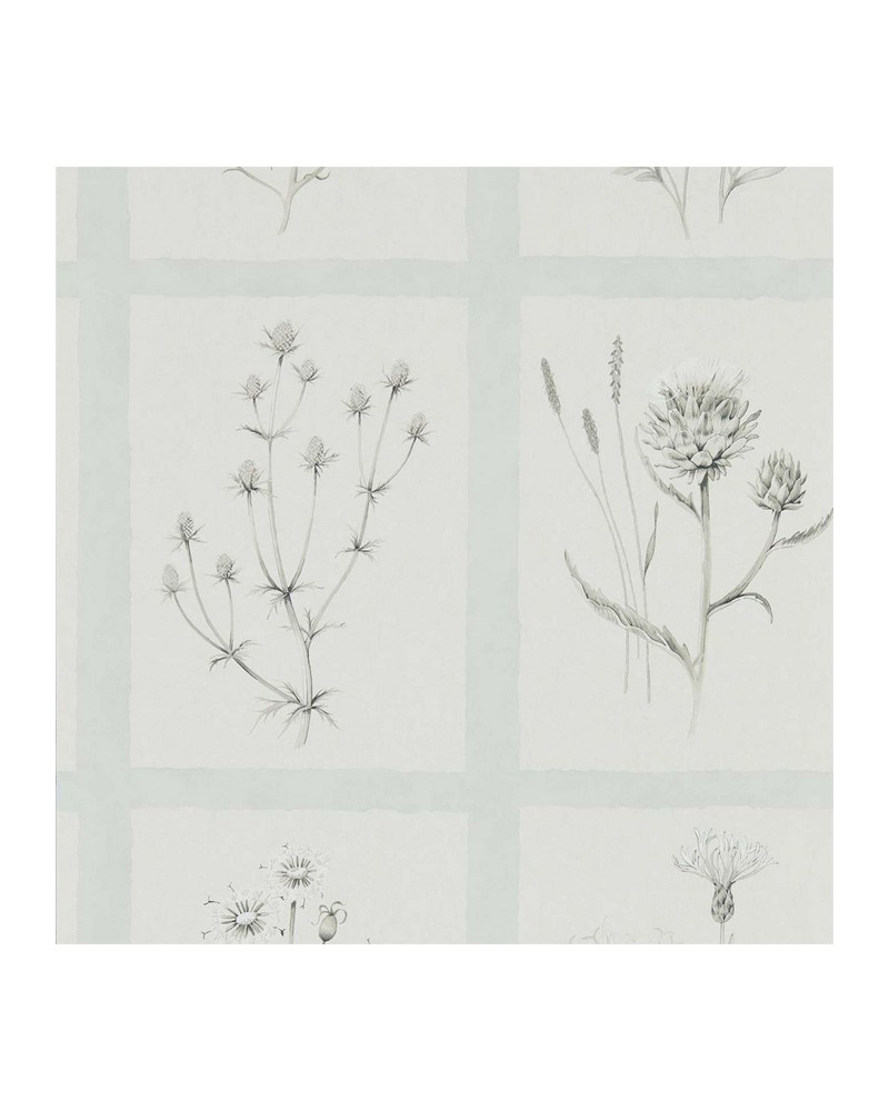 Papel Pintado LITTLE THISTLES DEBB216513 - Sanderson Papel Pintado LITTLE THISTLES DEBB216513 - Sanderson