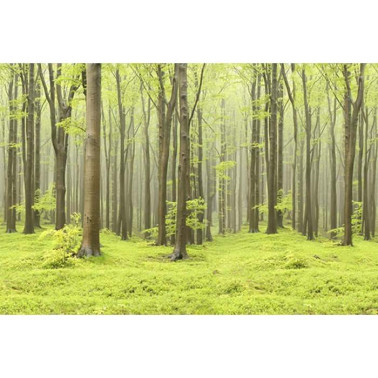 Papier peint R10101 Deciduous Forest - REBEL WALLS