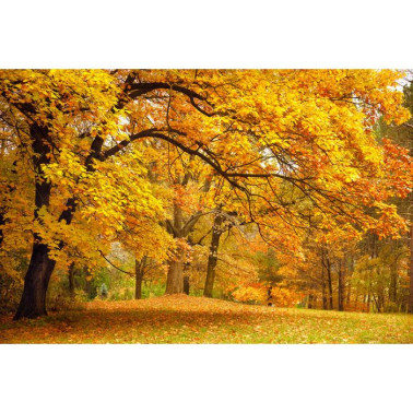Carta da Parati R10191 Yellow Leafy Trees - REBEL WALLS