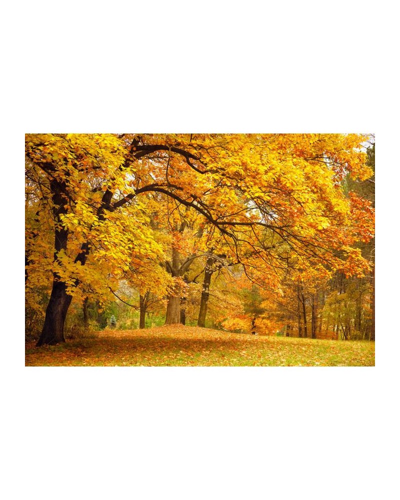 Papel de parede R10191 Yellow Leafy Trees - REBEL WALLS Papel de parede R10191 Yellow Leafy Trees - REBEL WALLS