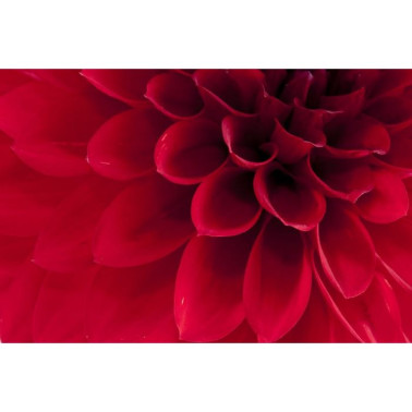 Carta da Parati R10601 Dahlia - REBEL WALLS