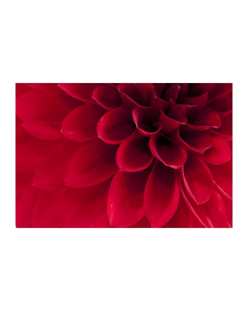 Carta da Parati R10601 Dahlia - REBEL WALLS