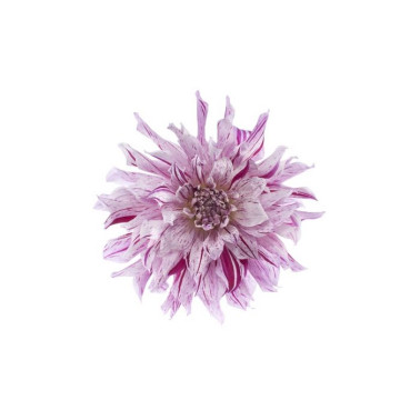 Carta da Parati R10611 Flower - REBEL WALLS