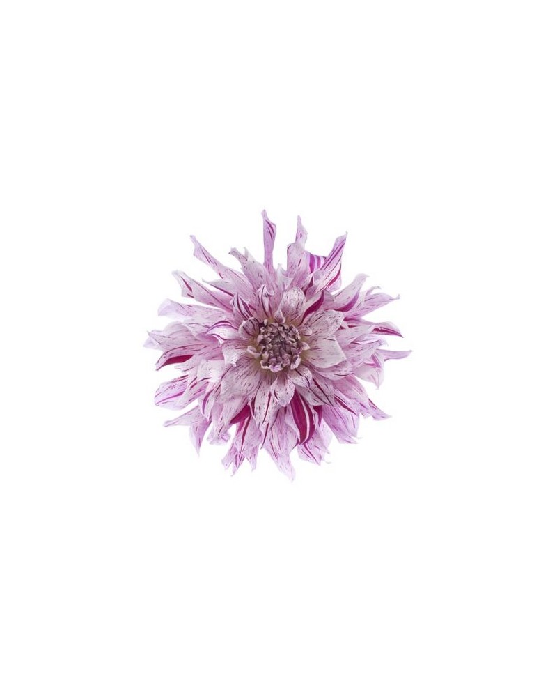 Carta da Parati R10611 Flower - REBEL WALLS Carta da Parati R10611 Flower - REBEL WALLS