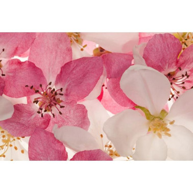 Carta da Parati R11211 Apple Blossom - REBEL WALLS