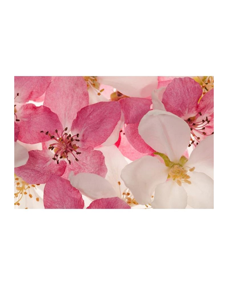 Papel Pintado R11211 Apple Blossom - REBEL WALLS Papel Pintado R11211 Apple Blossom - REBEL WALLS
