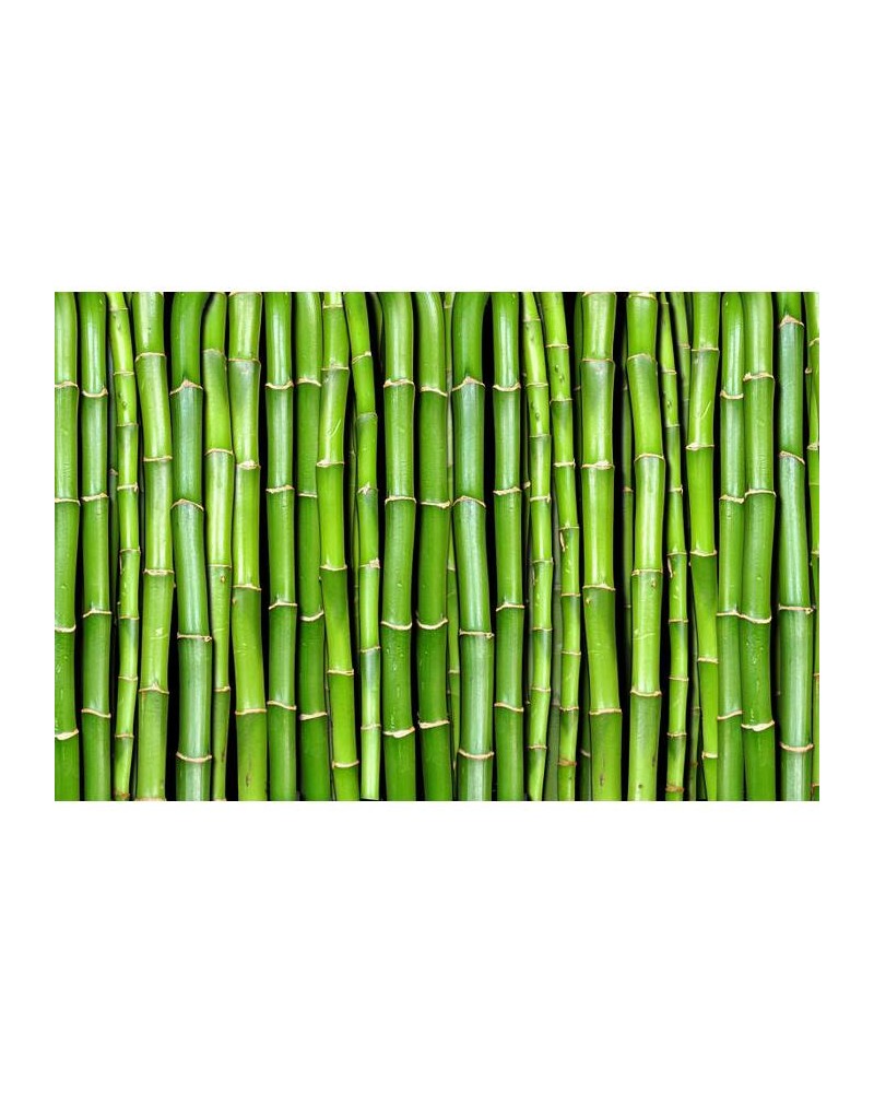 Wallpaper R11821 Bamboo - REBEL WALLS Wallpaper R11821 Bamboo - REBEL WALLS