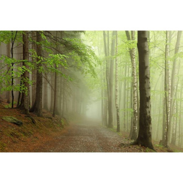 Carta da Parati R12471 Forest Path - REBEL WALLS