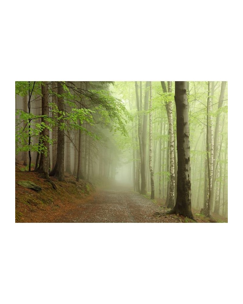 Carta da Parati R12471 Forest Path - REBEL WALLS Carta da Parati R12471 Forest Path - REBEL WALLS