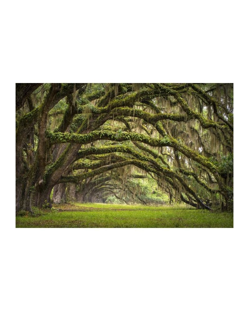 Carta da Parati R12481 Fairy Forest - REBEL WALLS Carta da Parati R12481 Fairy Forest - REBEL WALLS