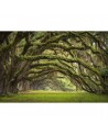 Carta da Parati R12481 Fairy Forest - REBEL WALLS