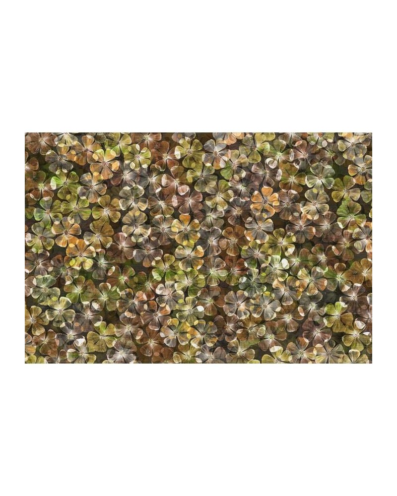 Wallpaper R12682 Big Bloom, amber - REBEL WALLS