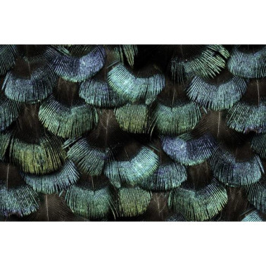 Tapete R15091 Peacock Plumage - REBEL WALLS