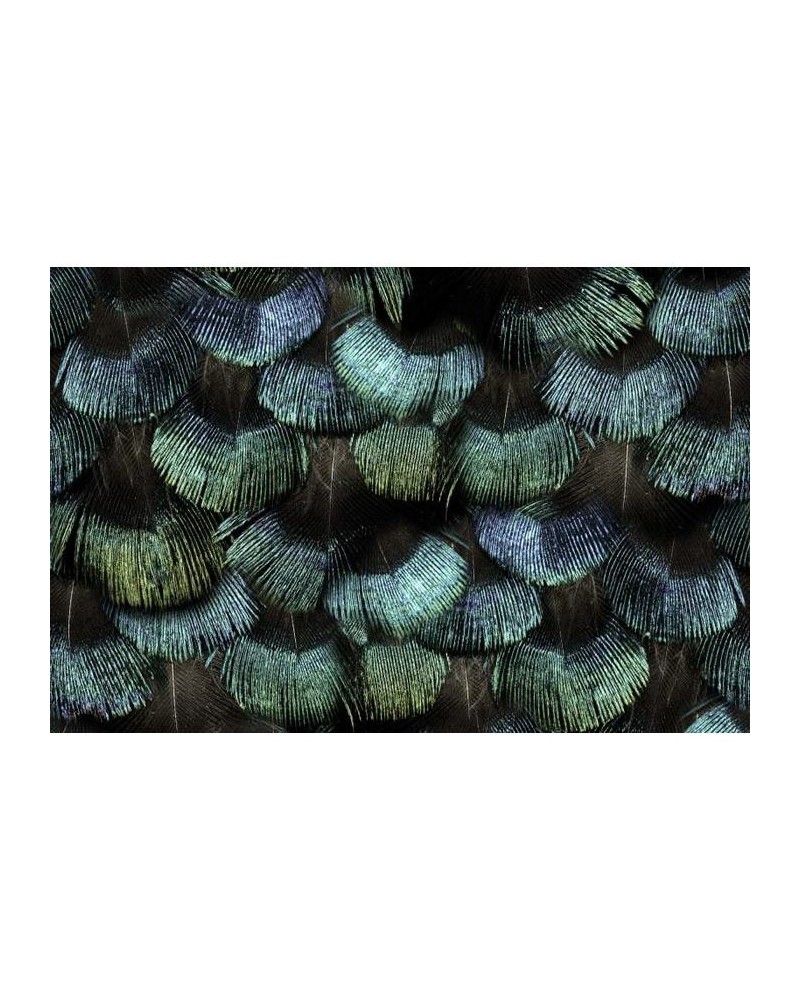 Papier peint R15091 Peacock Plumage - REBEL WALLS Papier peint R15091 Peacock Plumage - REBEL WALLS
