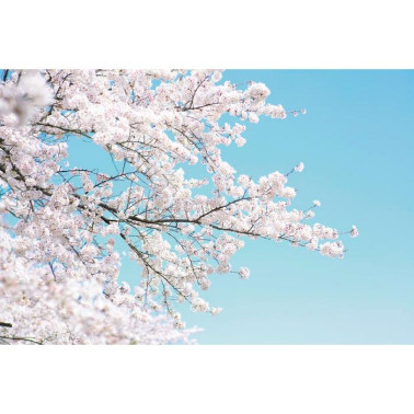 Papier peint R15541 Cherry Tree - REBEL WALLS