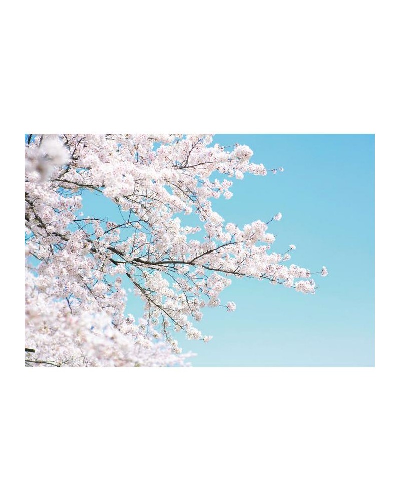Wallpaper R15541 Cherry Tree - REBEL WALLS Wallpaper R15541 Cherry Tree - REBEL WALLS