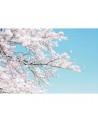 Wallpaper R15541 Cherry Tree - REBEL WALLS