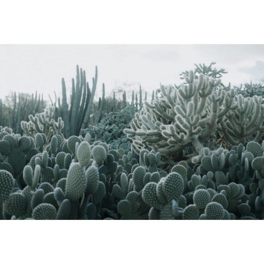 Wallpaper R15611 Cacti - REBEL WALLS