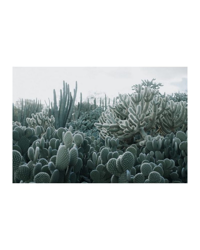 Papier peint R15611 Cacti - REBEL WALLS Papier peint R15611 Cacti - REBEL WALLS