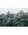 Wallpaper R15611 Cacti - REBEL WALLS