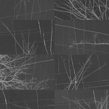 Wallpaper BOIS D'HIVER WDBH1703 - WALL AND DECO