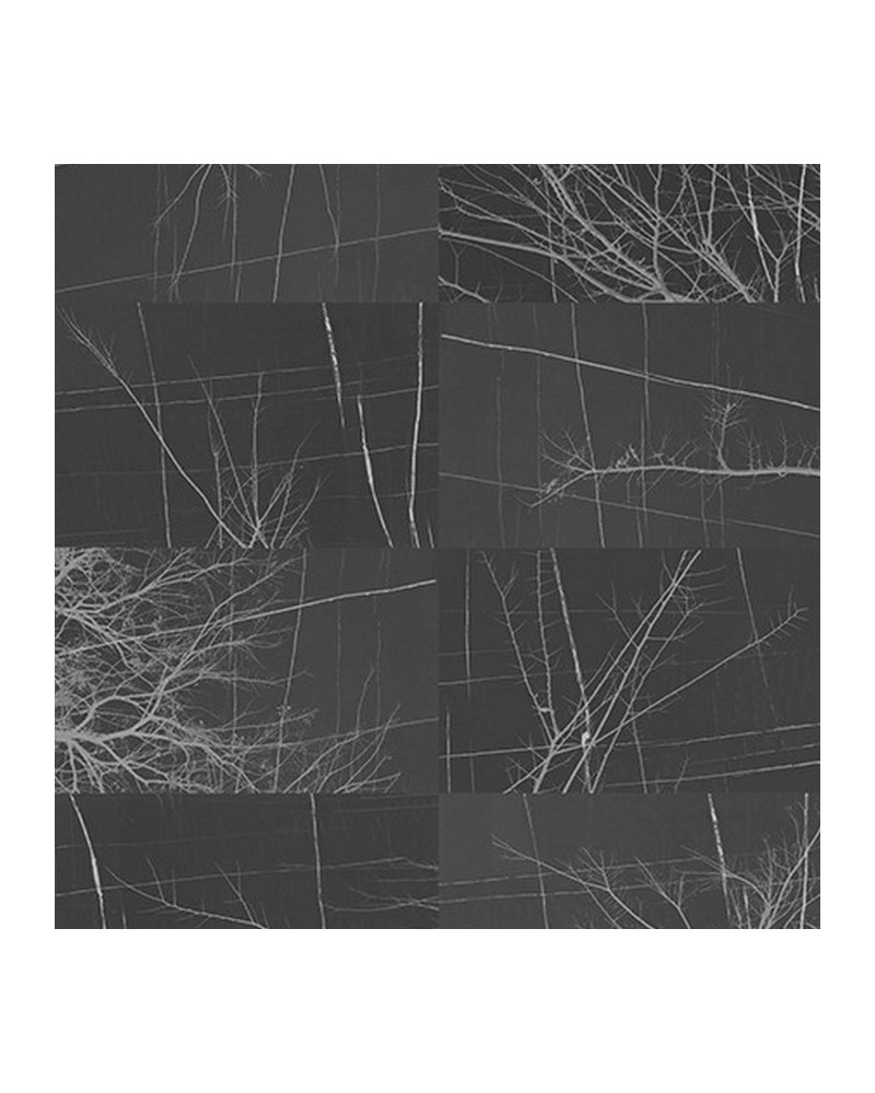 Papel de parede BOIS D'HIVER WDBH1703 - WALL AND DECO Papel de parede BOIS D'HIVER WDBH1703 - WALL AND DECO