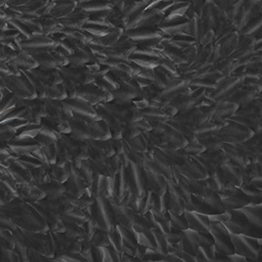 Papel de parede THE DARK SIDE WDDS1701 - WALL AND DECO