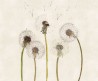 Papel de parede SNAPDRAGONS 12SD01 - LONDON ART