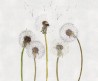 Papel de parede SNAPDRAGONS 12SD02 - LONDON ART