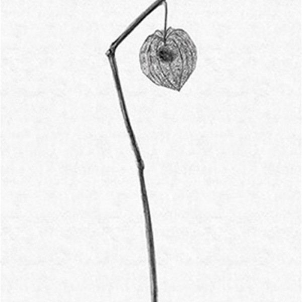 Tapete THE SECOND WAVE 14150 05 - LONDON ART Tapete THE SECOND WAVE 14150 05 - LONDON ART