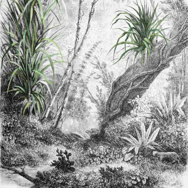 Papel Pintado FORESTA INKDFFU1602 - INKIOSTRO BIANCO