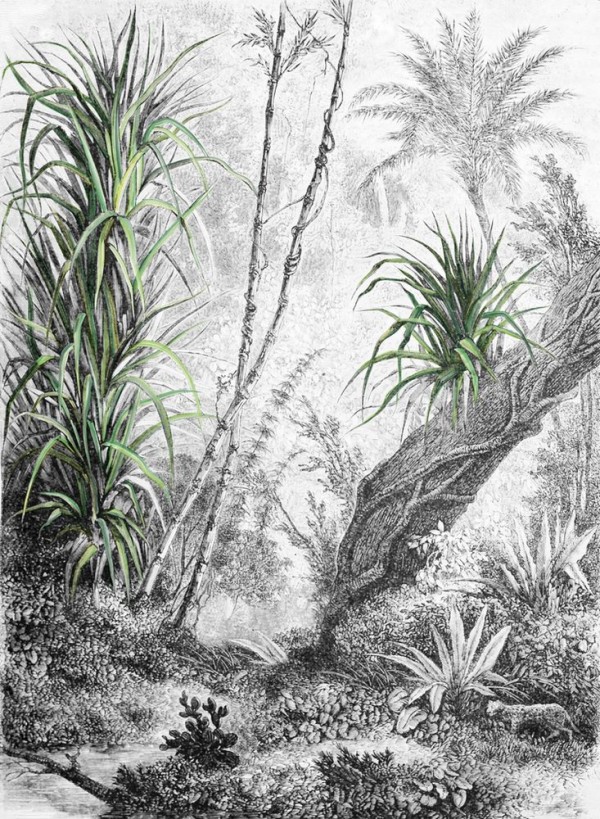 Papier peint FORESTA INKDFFU1602 - INKIOSTRO BIANCO