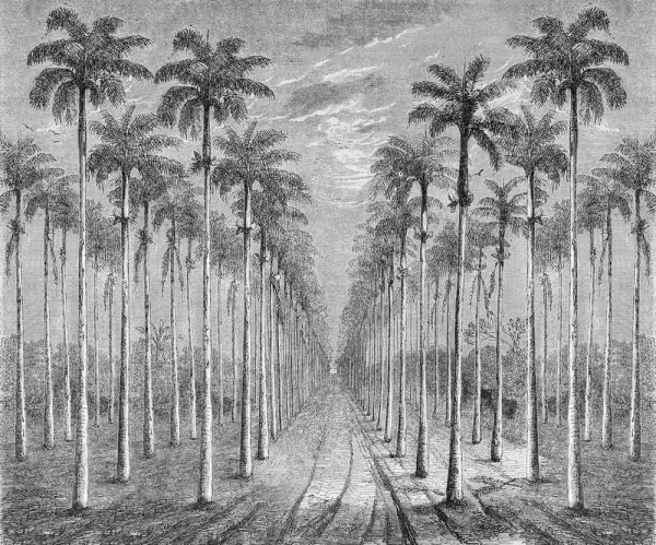 Papier peint PALMERAIE INKEEUU1601 - INKIOSTRO BIANCO