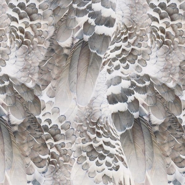 Papier peint WINGS INKRABH1803 - INKIOSTRO BIANCO Papier peint WINGS INKRABH1803 - INKIOSTRO BIANCO
