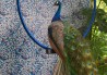 Wallpaper Rousseau Jungle WP W0104-03 - CLARKE & CLARKE