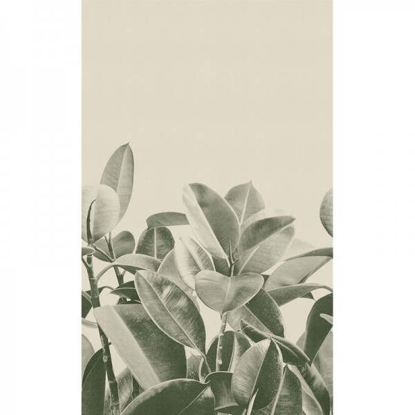 Papier peint RUBBER PLANT 18056-1 - LONDON ART Papier peint RUBBER PLANT 18056-1 - LONDON ART