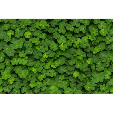 Papier peint R15841 CLOVER - REBEL WALLS