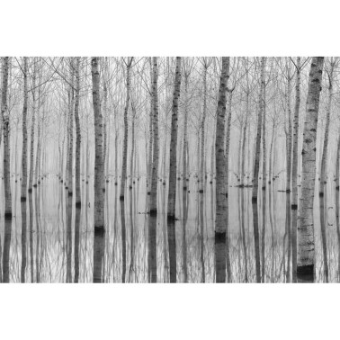 Papel de parede R16061 BIRCH ECHO - REBEL WALLS