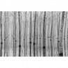 Papel de parede R16061 BIRCH ECHO - REBEL WALLS