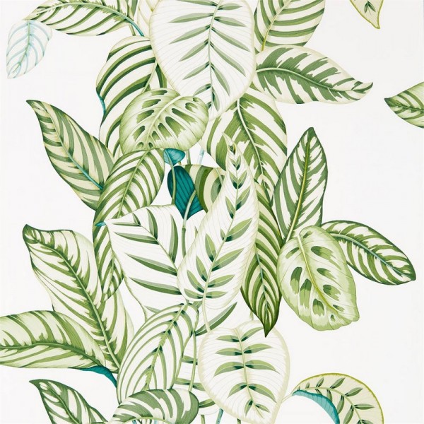 Papel de parede CALATHEA DGLW216630 Botanical Green - Sanderson Papel de parede CALATHEA DGLW216630 Botanical Green - Sanderson