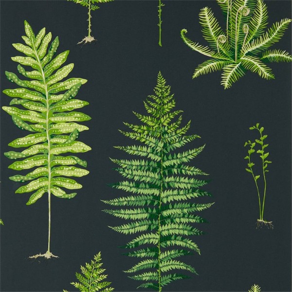Papier peint FERNERY DGLW216634 Botanical Green/Charcoal - Sanderson Papier peint FERNERY DGLW216634 Botanical Green/Charcoal - Sanderson