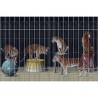 Tapete Tigers 19004-01 - LONDON ART