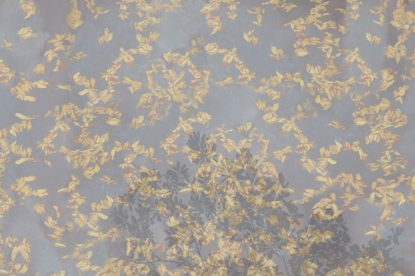 Papier peint Pluvial GLIX481B - GLAMORA