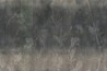 Papel Pintado Fujiko GLKI133A - GLAMORA