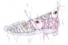 Papier peint CG14A-AGRESSIVENESS-EXPRESSIVENESS - GLAMORA